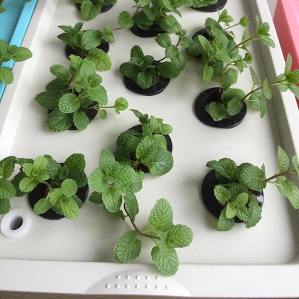 Deep Water Culture Hydroponic System: image 3